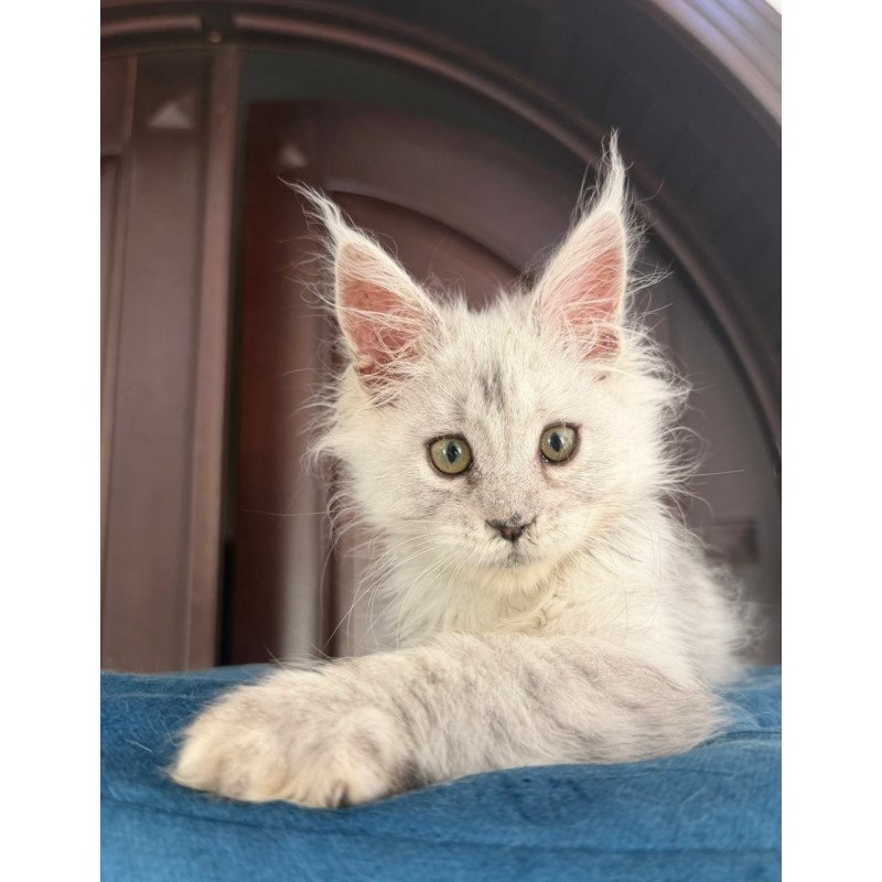 Maine Coon Casper