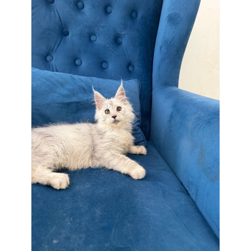 Maine Coon Casper