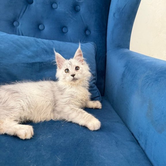 Maine Coon Casper