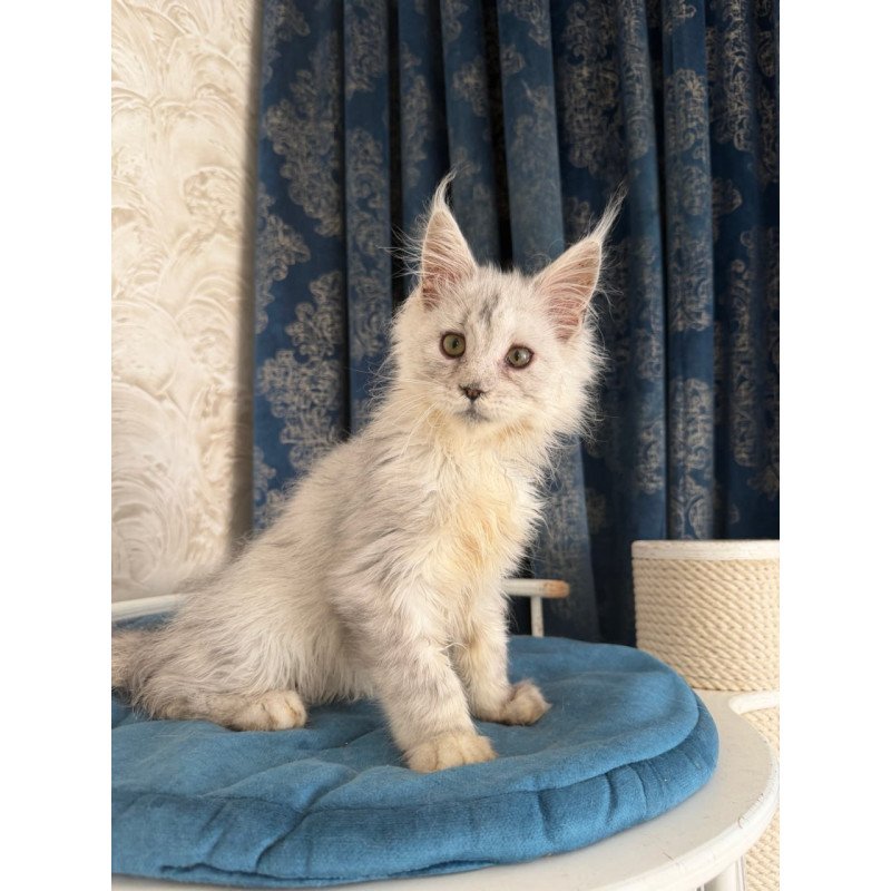 Maine Coon Casper