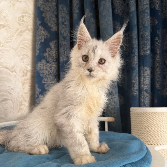 Maine Coon Casper