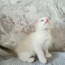 Ragdoll POLIN Lazurit...