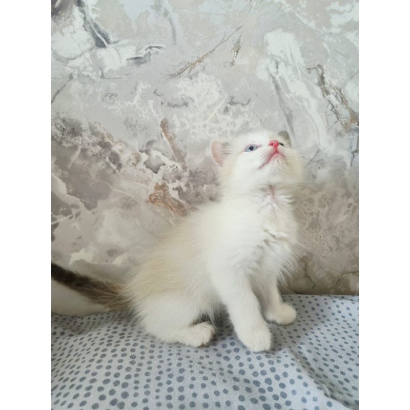 Ragdoll POLIN Lazurit Beautiful Rag