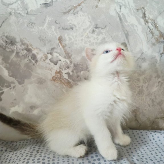 Ragdoll POLIN Lazurit Beautiful Rag
