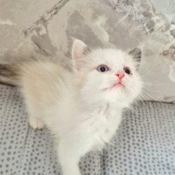 Ragdoll POLIN Lazurit...
