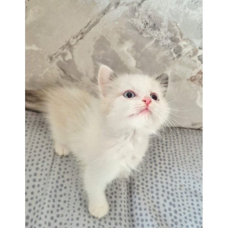 Ragdoll POLIN Lazurit Beautiful Rag