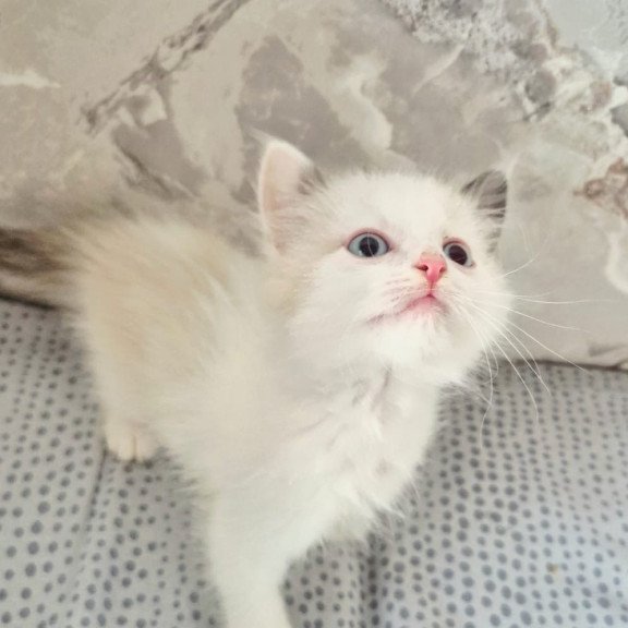 Ragdoll POLIN Lazurit Beautiful Rag
