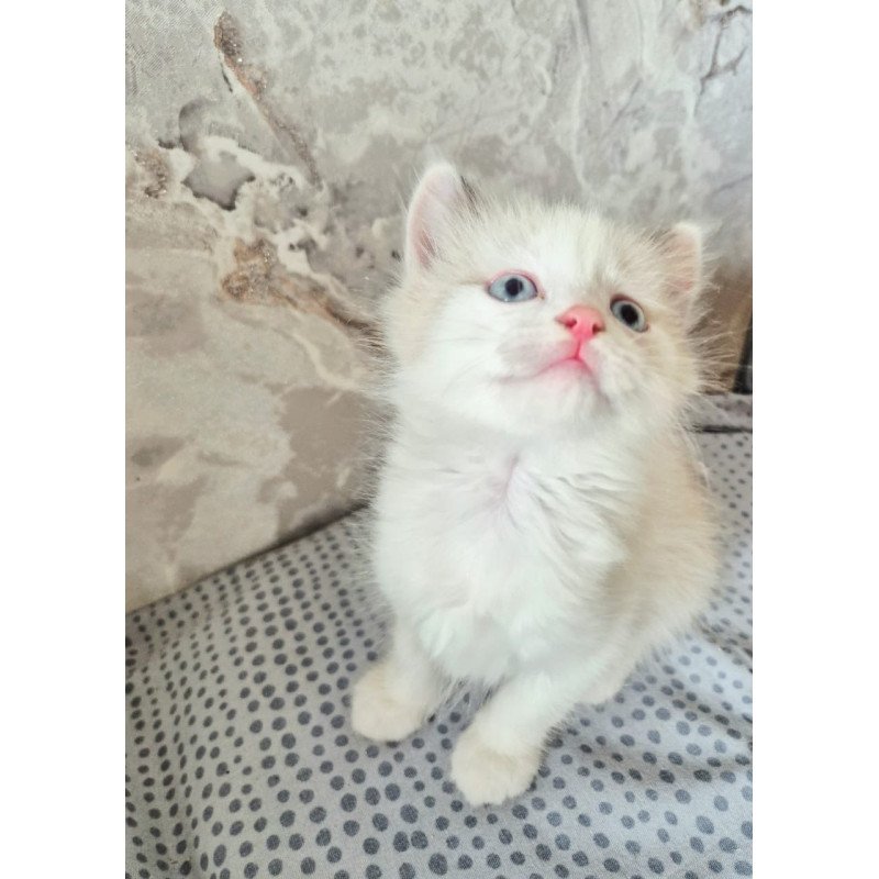 Ragdoll POLIN Lazurit Beautiful Rag