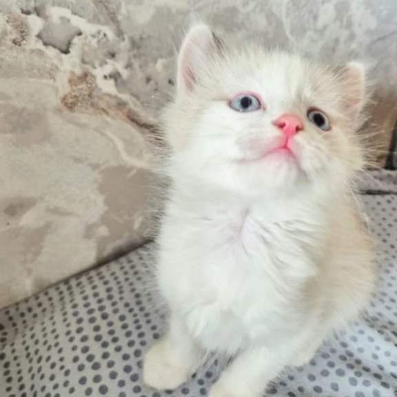 Ragdoll POLIN Lazurit Beautiful Rag