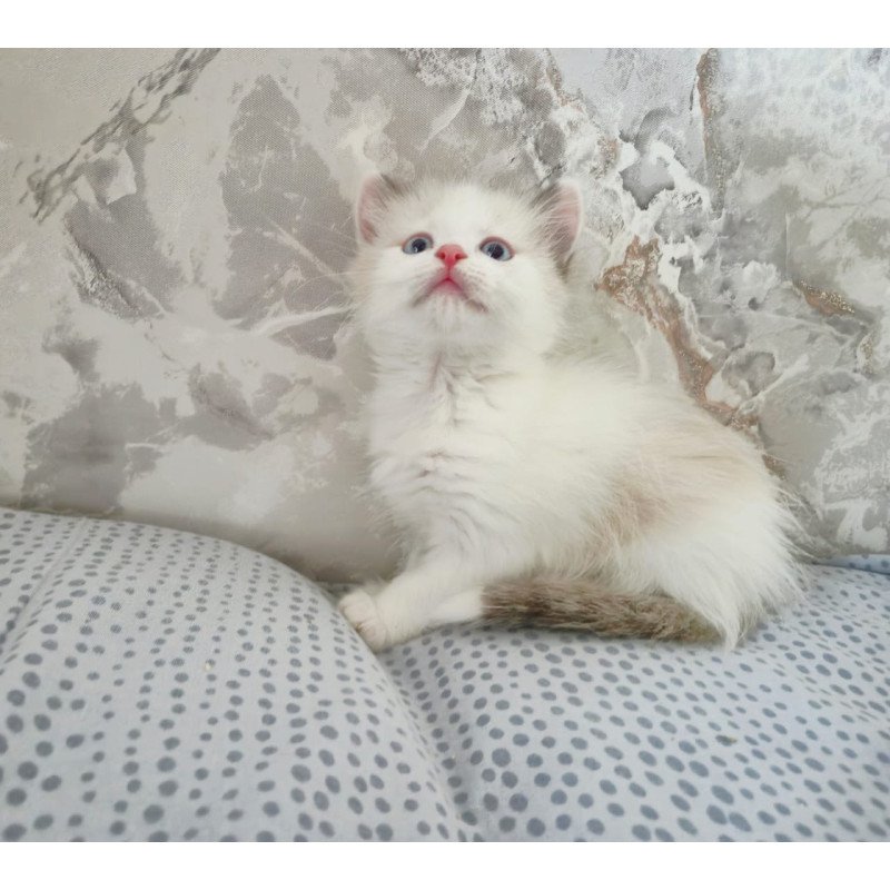 Ragdoll POLIN Lazurit Beautiful Rag