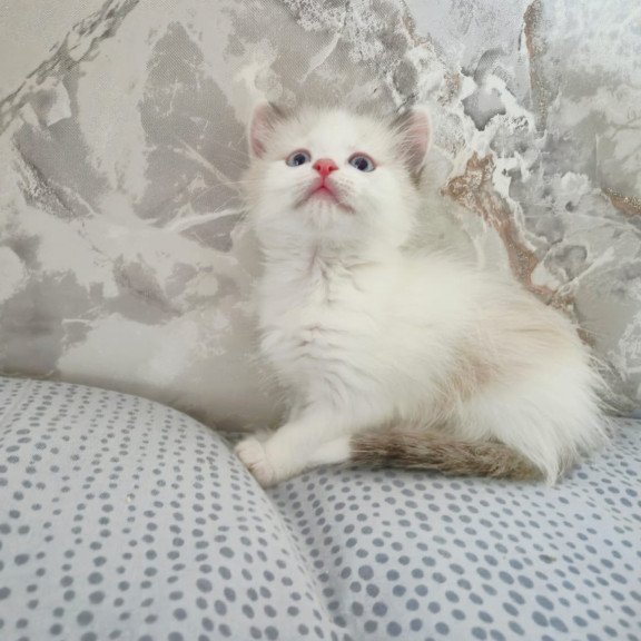 Ragdoll POLIN Lazurit Beautiful Rag
