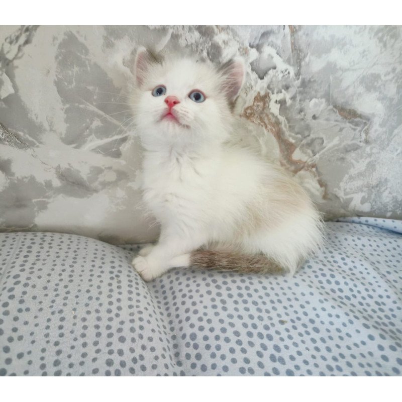 Ragdoll POLIN Lazurit Beautiful Rag