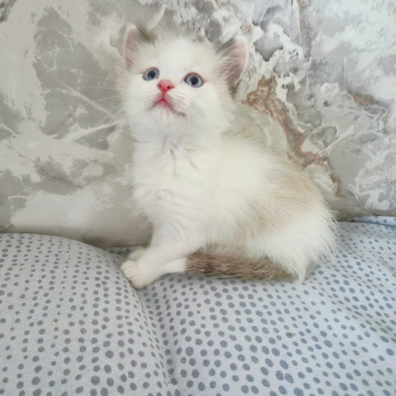 Ragdoll POLIN Lazurit Beautiful Rag