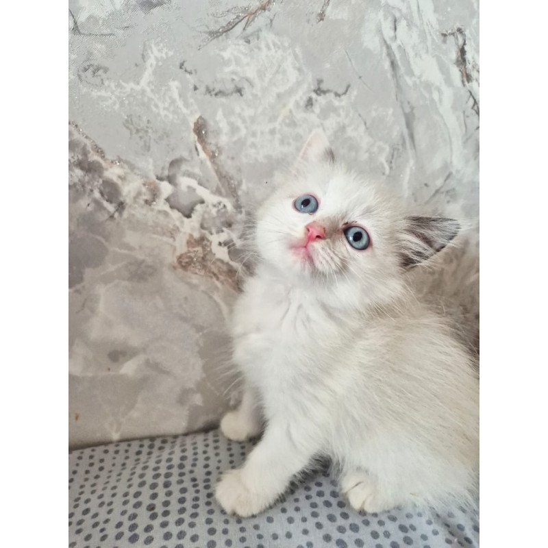 Ragdoll POLIN Lazurit Beautiful Rag