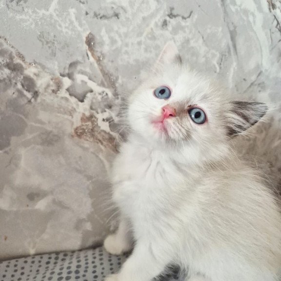 Ragdoll POLIN Lazurit Beautiful Rag