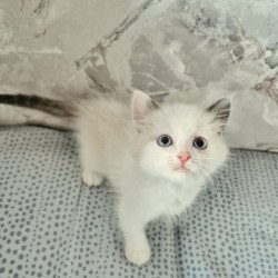 Ragdoll POLIN Lauren's...