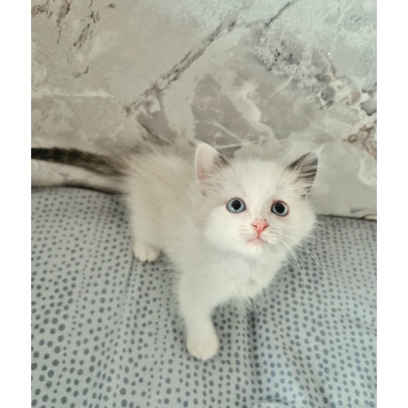 Ragdoll POLIN Lauren's Beautiful Rag