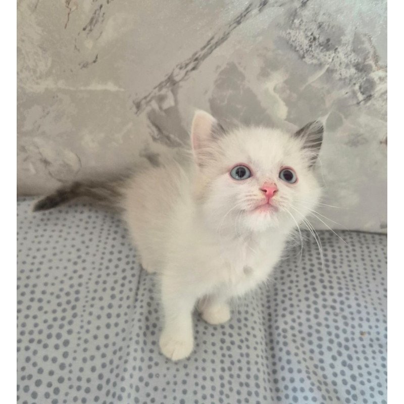 Ragdoll POLIN Lauren's Beautiful Rag