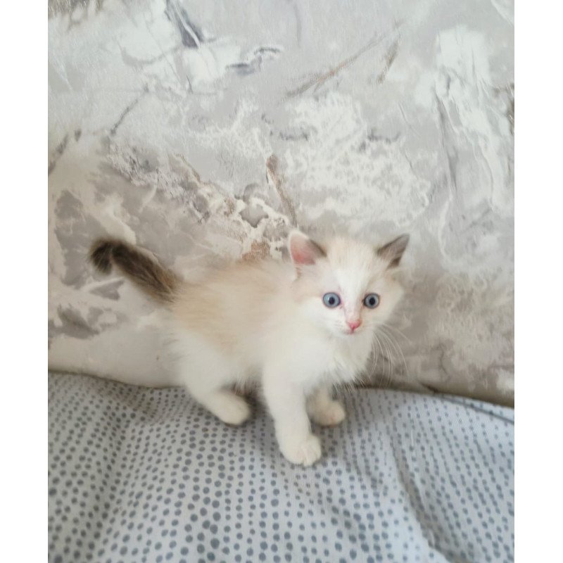 Ragdoll POLIN Lauren's Beautiful Rag