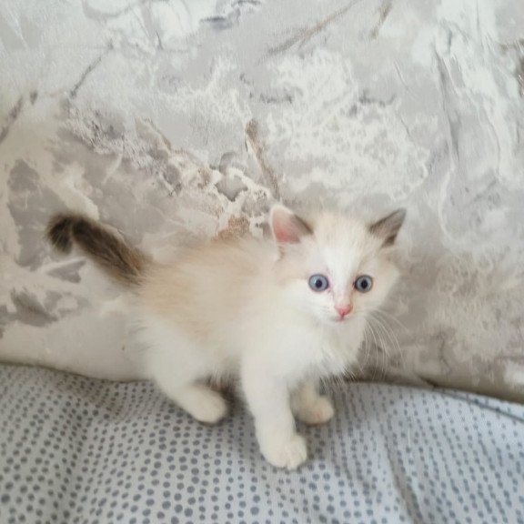 Ragdoll POLIN Lauren's Beautiful Rag