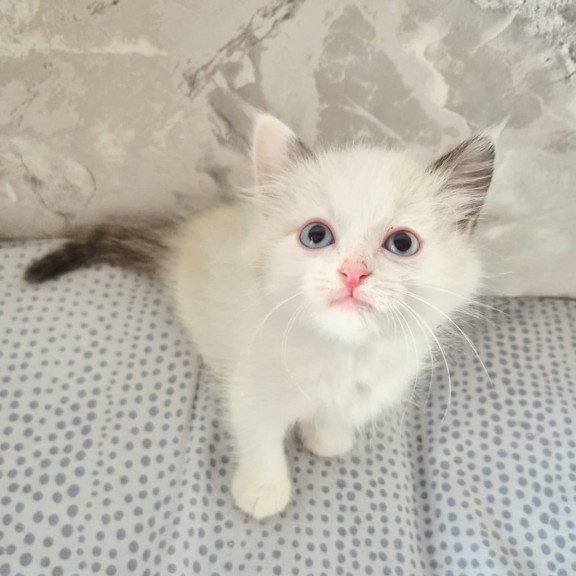 Ragdoll POLIN Lauren's Beautiful Rag