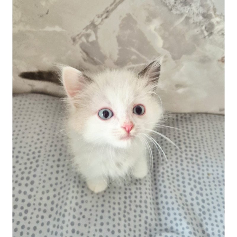 Ragdoll POLIN Lauren's Beautiful Rag