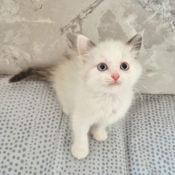 Ragdoll POLIN Lauren's Beautiful Rag