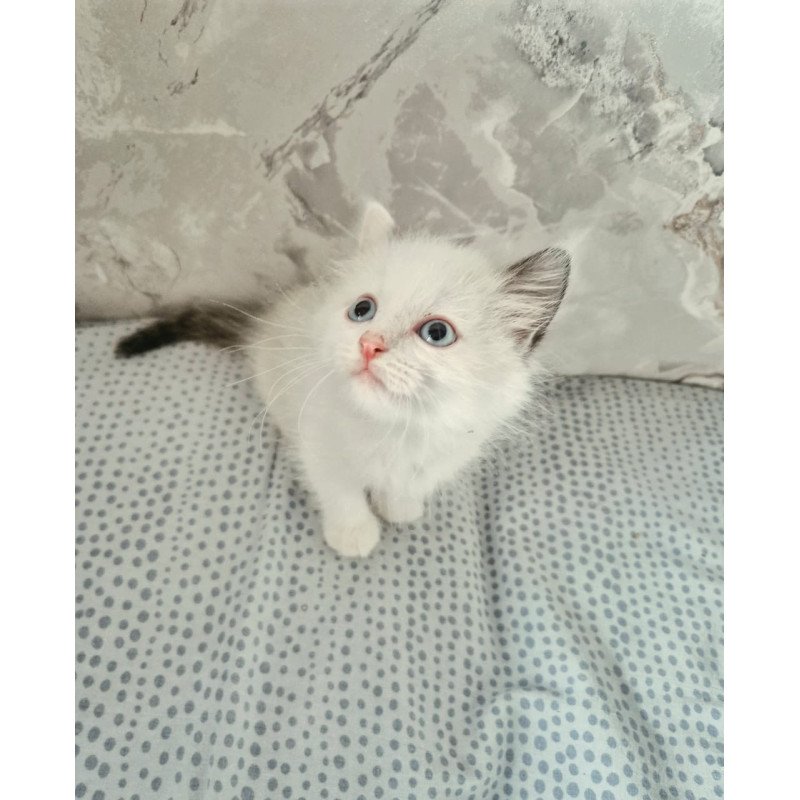 Ragdoll POLIN Lauren's Beautiful Rag