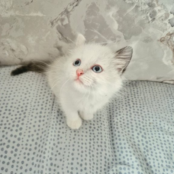 Ragdoll POLIN Lauren's Beautiful Rag