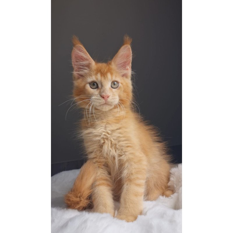 Maine Coon EZ Princ
