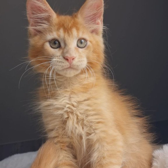 Maine Coon EZ Princ