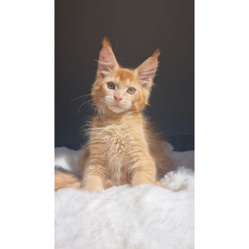 Maine Coon EZ Princ