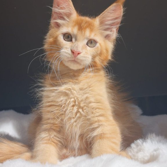 Maine Coon EZ Princ
