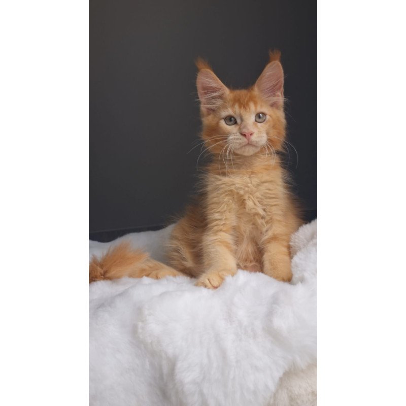 Maine Coon EZ Princ