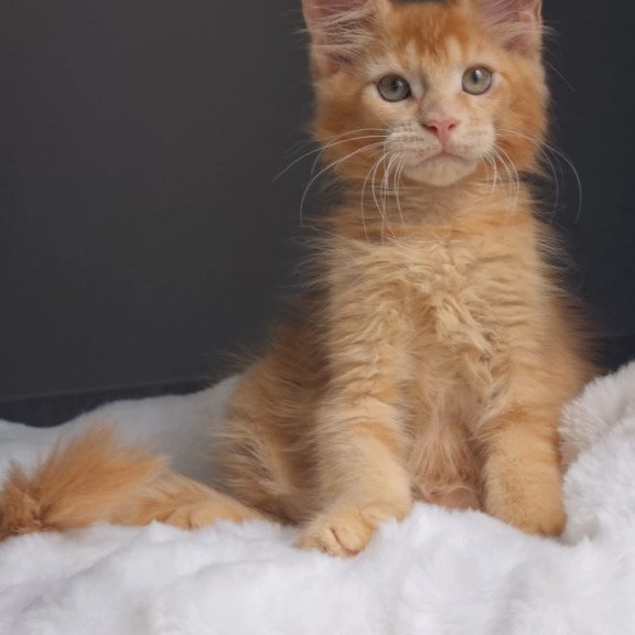 Maine Coon EZ Princ
