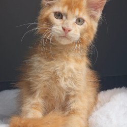 Maine Coon EZ Princ