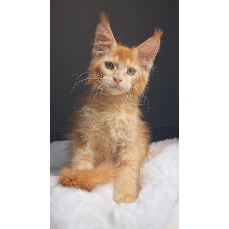 Maine Coon EZ Princ