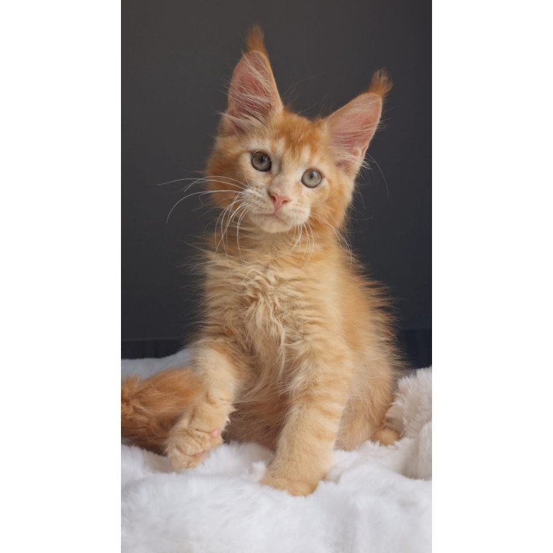 Maine Coon EZ Princ