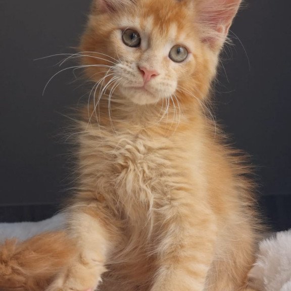 Maine Coon EZ Princ