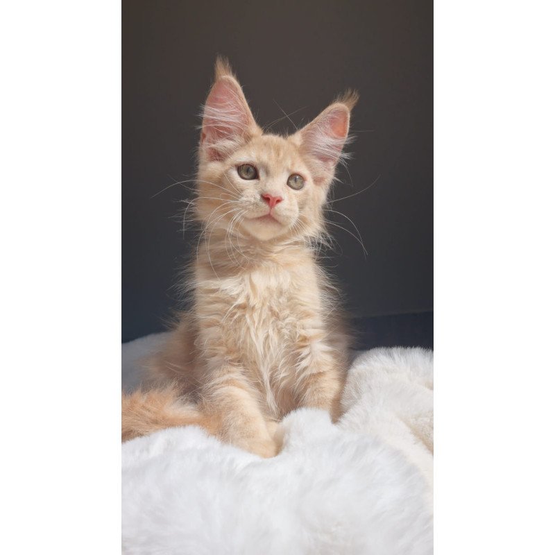 Maine Coon EZ Paul1