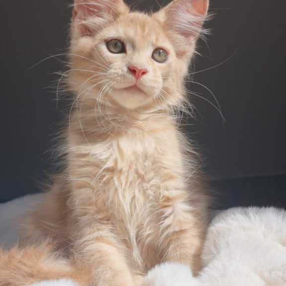 Maine Coon EZ Paul1