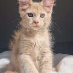 Maine Coon EZ Paul1
