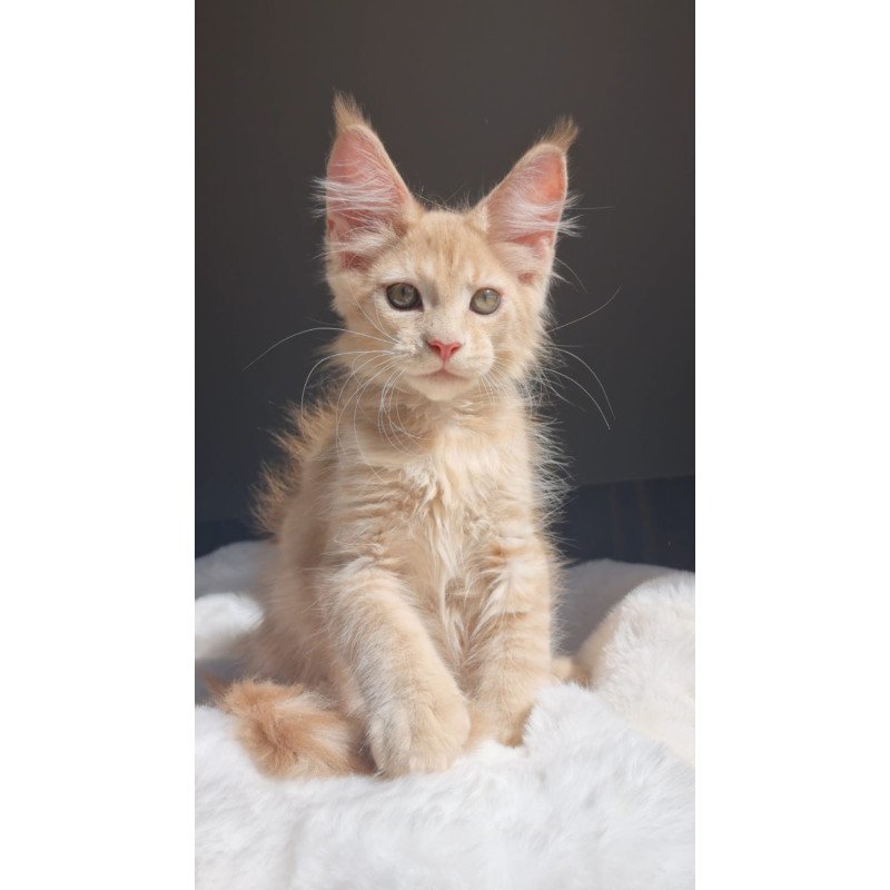 Maine Coon EZ Paul1