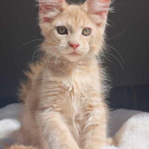 Maine Coon EZ Paul1