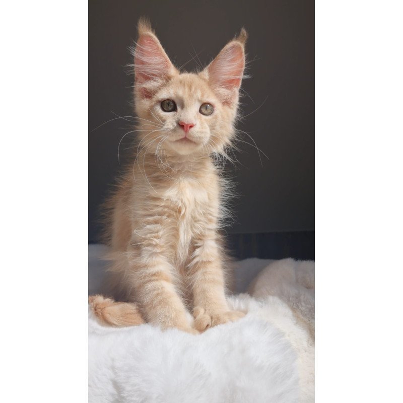 Maine Coon EZ Paul1