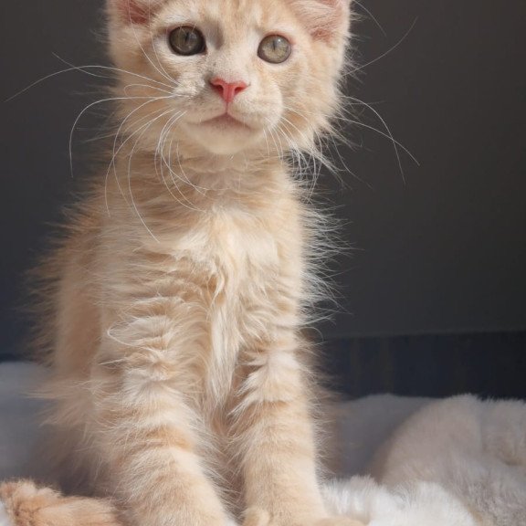 Maine Coon EZ Paul1