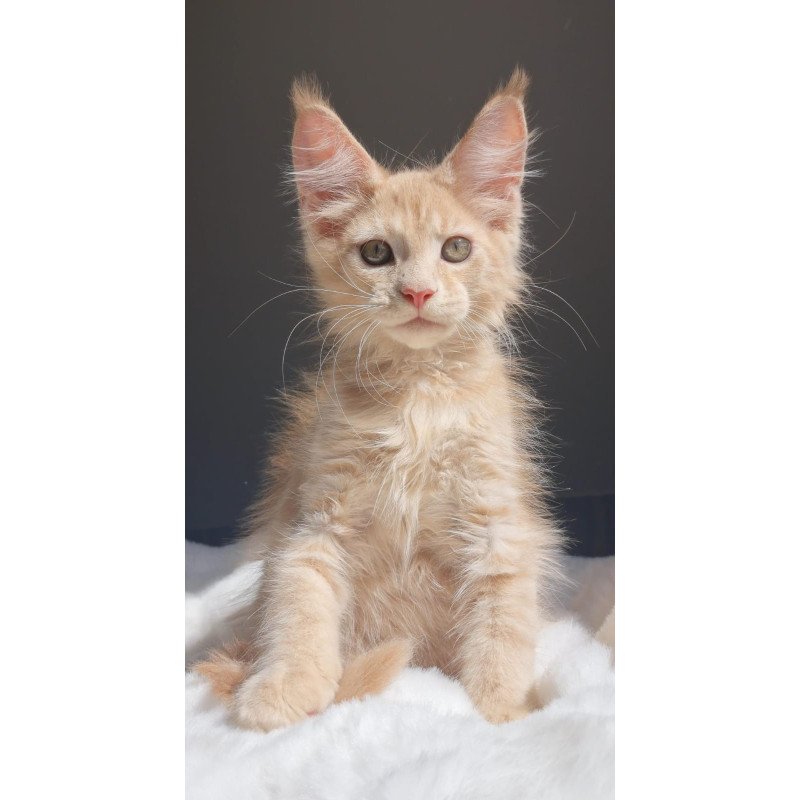 Maine Coon EZ Paul1