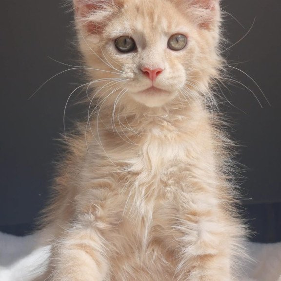 Maine Coon EZ Paul1
