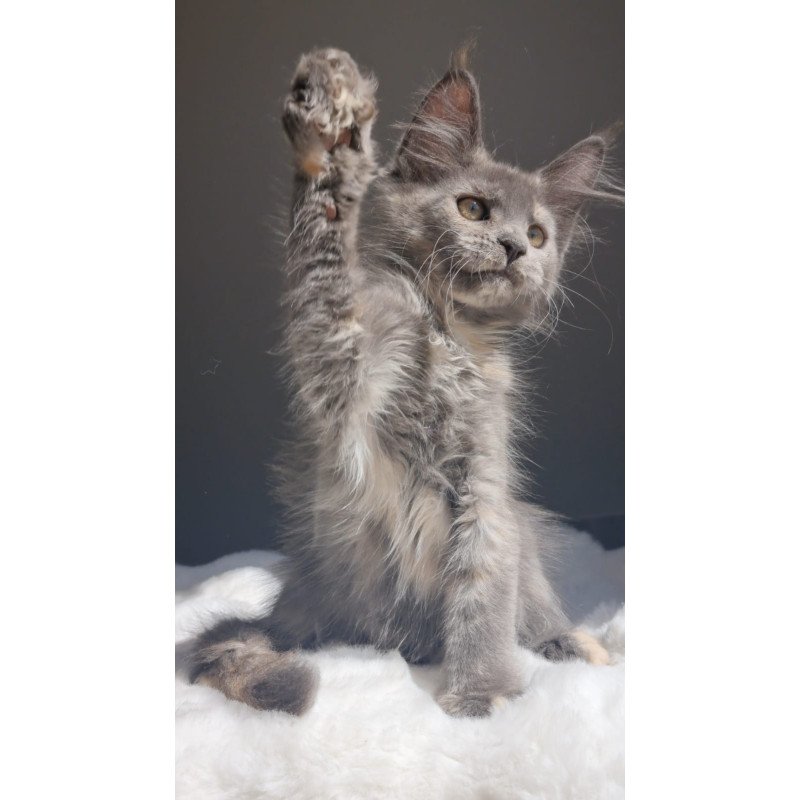 Maine Coon EZ Penelope1