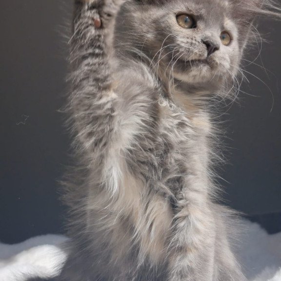 Maine Coon EZ Penelope1